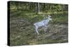 Reindeer Stag with Exceptionally Long Antlers-perszing1982-Stretched Canvas