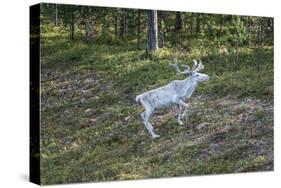 Reindeer Stag with Exceptionally Long Antlers-perszing1982-Stretched Canvas