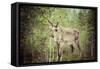 Reindeer Stag with Exceptionally Long Antlers-perszing1982-Framed Stretched Canvas