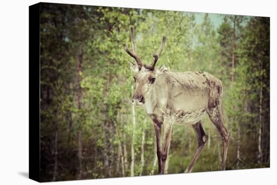 Reindeer Stag with Exceptionally Long Antlers-perszing1982-Stretched Canvas