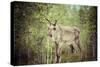 Reindeer Stag with Exceptionally Long Antlers-perszing1982-Stretched Canvas