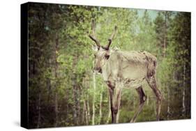 Reindeer Stag with Exceptionally Long Antlers-perszing1982-Stretched Canvas