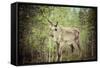 Reindeer Stag with Exceptionally Long Antlers-perszing1982-Framed Stretched Canvas