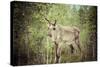 Reindeer Stag with Exceptionally Long Antlers-perszing1982-Stretched Canvas