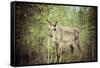 Reindeer Stag with Exceptionally Long Antlers-perszing1982-Framed Stretched Canvas