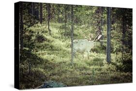 Reindeer Stag with Exceptionally Long Antlers-perszing1982-Stretched Canvas