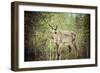 Reindeer Stag with Exceptionally Long Antlers-perszing1982-Framed Photographic Print