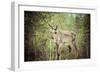 Reindeer Stag with Exceptionally Long Antlers-perszing1982-Framed Photographic Print