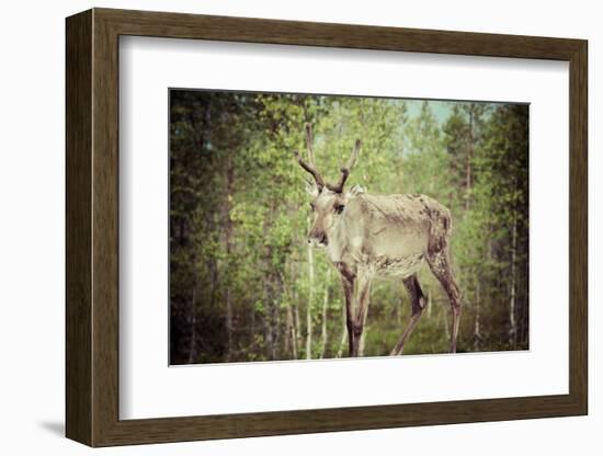 Reindeer Stag with Exceptionally Long Antlers-perszing1982-Framed Photographic Print