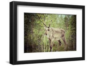 Reindeer Stag with Exceptionally Long Antlers-perszing1982-Framed Photographic Print