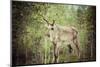 Reindeer Stag with Exceptionally Long Antlers-perszing1982-Mounted Photographic Print