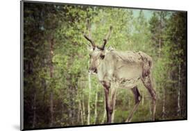 Reindeer Stag with Exceptionally Long Antlers-perszing1982-Mounted Photographic Print