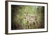 Reindeer Stag with Exceptionally Long Antlers-perszing1982-Framed Photographic Print