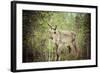 Reindeer Stag with Exceptionally Long Antlers-perszing1982-Framed Photographic Print