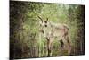 Reindeer Stag with Exceptionally Long Antlers-perszing1982-Mounted Photographic Print