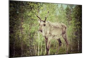 Reindeer Stag with Exceptionally Long Antlers-perszing1982-Mounted Photographic Print