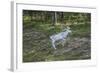 Reindeer Stag with Exceptionally Long Antlers-perszing1982-Framed Photographic Print