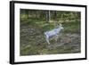 Reindeer Stag with Exceptionally Long Antlers-perszing1982-Framed Photographic Print