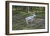 Reindeer Stag with Exceptionally Long Antlers-perszing1982-Framed Photographic Print