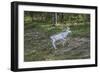 Reindeer Stag with Exceptionally Long Antlers-perszing1982-Framed Photographic Print