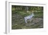 Reindeer Stag with Exceptionally Long Antlers-perszing1982-Framed Photographic Print