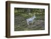 Reindeer Stag with Exceptionally Long Antlers-perszing1982-Framed Photographic Print