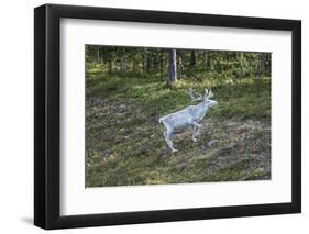 Reindeer Stag with Exceptionally Long Antlers-perszing1982-Framed Photographic Print