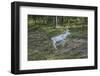 Reindeer Stag with Exceptionally Long Antlers-perszing1982-Framed Photographic Print