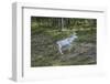 Reindeer Stag with Exceptionally Long Antlers-perszing1982-Framed Photographic Print