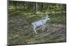 Reindeer Stag with Exceptionally Long Antlers-perszing1982-Mounted Photographic Print