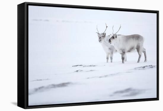 Reindeer standing on ridge in snow, Svalbard, Norway-Danny Green-Framed Stretched Canvas