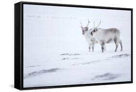 Reindeer standing on ridge in snow, Svalbard, Norway-Danny Green-Framed Stretched Canvas