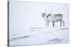 Reindeer standing on ridge in snow, Svalbard, Norway-Danny Green-Stretched Canvas