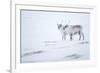 Reindeer standing on ridge in snow, Svalbard, Norway-Danny Green-Framed Photographic Print