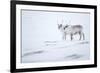 Reindeer standing on ridge in snow, Svalbard, Norway-Danny Green-Framed Photographic Print