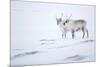 Reindeer standing on ridge in snow, Svalbard, Norway-Danny Green-Mounted Photographic Print