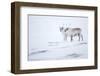 Reindeer standing on ridge in snow, Svalbard, Norway-Danny Green-Framed Photographic Print