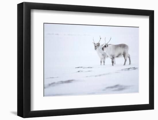 Reindeer standing on ridge in snow, Svalbard, Norway-Danny Green-Framed Photographic Print