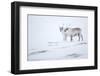 Reindeer standing on ridge in snow, Svalbard, Norway-Danny Green-Framed Photographic Print