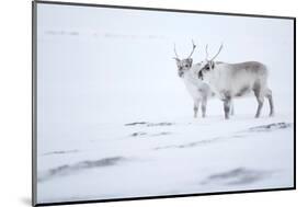 Reindeer standing on ridge in snow, Svalbard, Norway-Danny Green-Mounted Photographic Print