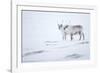 Reindeer standing on ridge in snow, Svalbard, Norway-Danny Green-Framed Photographic Print