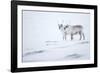 Reindeer standing on ridge in snow, Svalbard, Norway-Danny Green-Framed Photographic Print