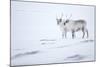 Reindeer standing on ridge in snow, Svalbard, Norway-Danny Green-Mounted Photographic Print