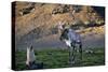 Reindeer Standing with Antarctic Fur Seals-Paul Souders-Stretched Canvas