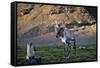 Reindeer Standing with Antarctic Fur Seals-Paul Souders-Framed Stretched Canvas