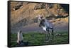 Reindeer Standing with Antarctic Fur Seals-Paul Souders-Framed Stretched Canvas