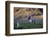 Reindeer Standing with Antarctic Fur Seals-Paul Souders-Framed Photographic Print