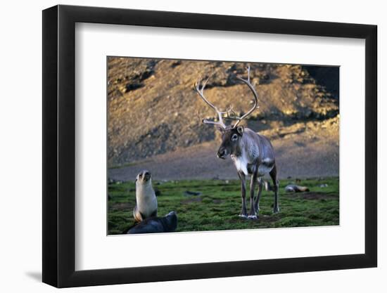 Reindeer Standing with Antarctic Fur Seals-Paul Souders-Framed Photographic Print