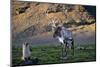 Reindeer Standing with Antarctic Fur Seals-Paul Souders-Mounted Photographic Print