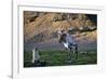 Reindeer Standing with Antarctic Fur Seals-Paul Souders-Framed Photographic Print